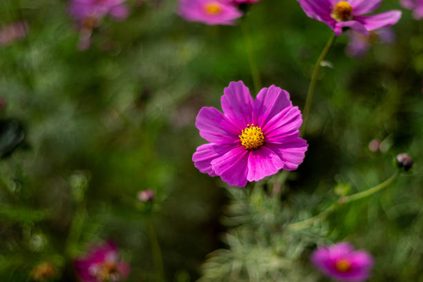 istock Dark cosmos flowers in the sunlight 1351784553