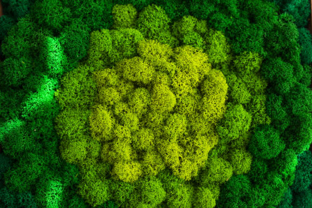 istock Stabilized multicolored Icelandic moss in the interior. Panel of green moss on the wall. Wall decoration with moss. Green moss texture, backdround 1351785722