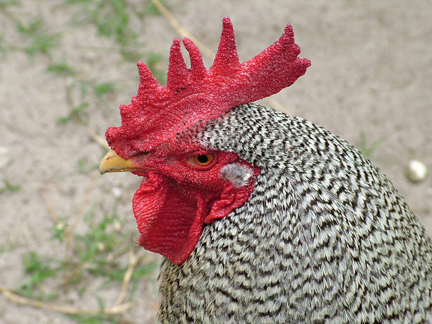 Coq-Gros plan de la tête du plan - Photo