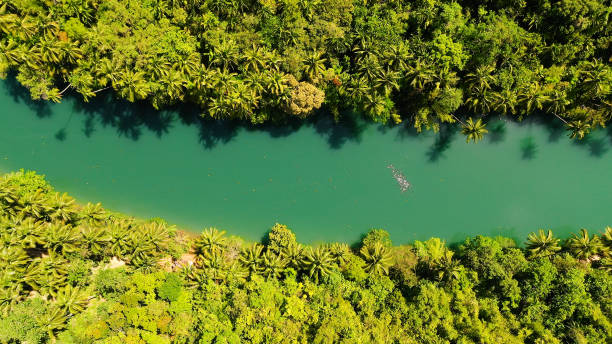 istock Loboc river in the jungle. Bohol, Philippines 1351788779