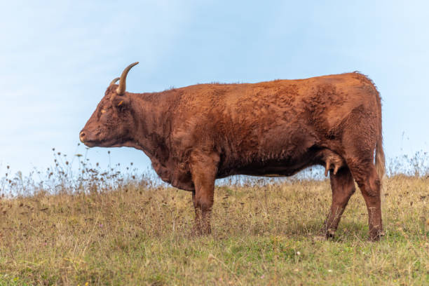 istock Salers cow in a pasture. 1351788810