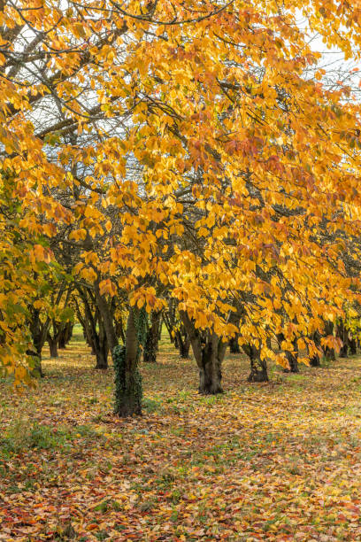 istock Cherry trees in an orchard in autumn. 1351788832