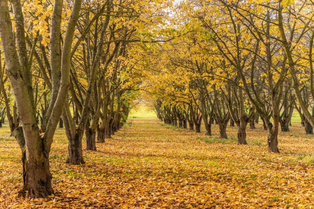 istock Cherry trees in an orchard in autumn. 1351788835