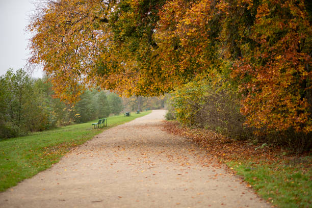 walkway in a forest, autumn leafes, outdoors - leafes autumn grass nature imagens e fotografias de stock