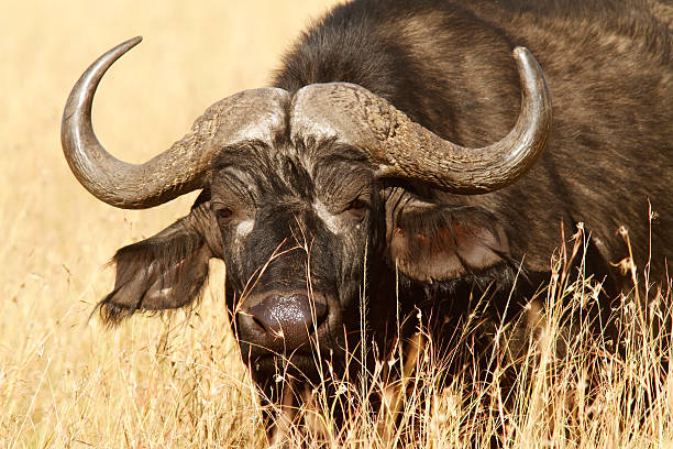 istock Masai Mara Cape Buffalo 135179341