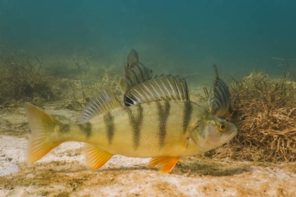 istock many perch hovering at the seabed from a lake with seagrass 1351794491