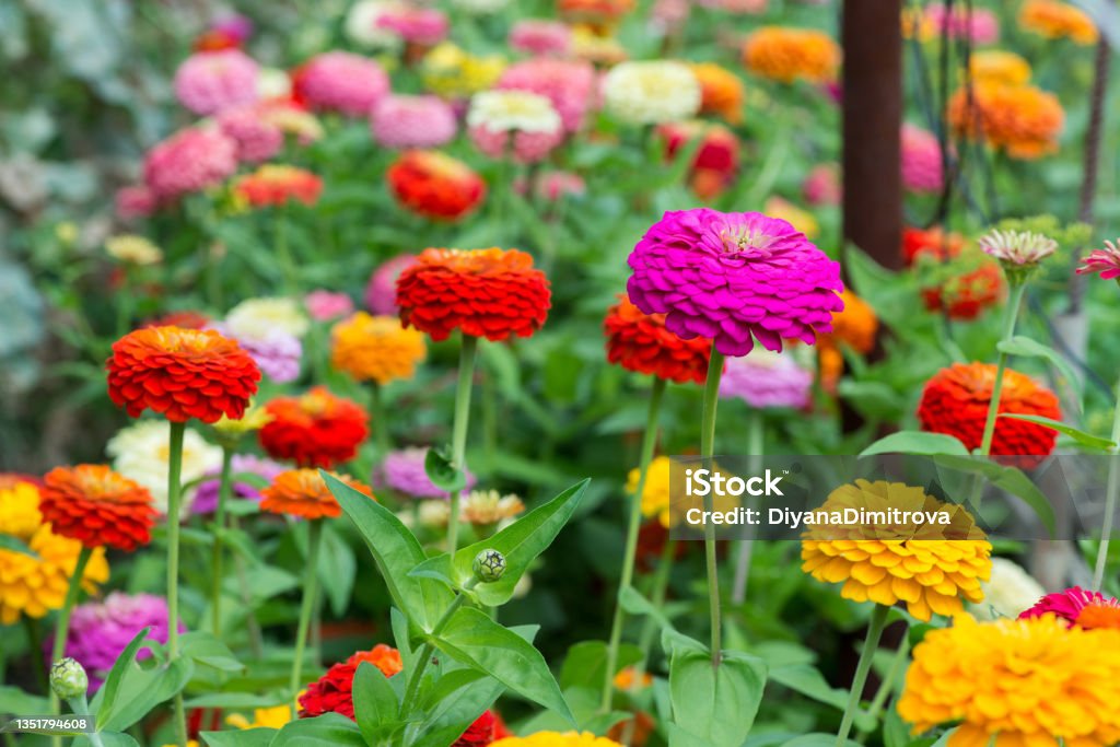 Colorful zinnia flowers blooming in the garden. Blurred background. Copy space Zinnia Stock Photo
