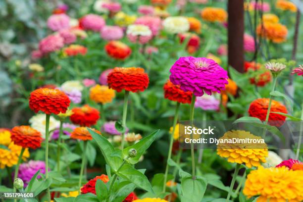 Colorful Zinnia Flowers Blooming In The Garden Blurred Background Copy Space Stock Photo - Download Image Now