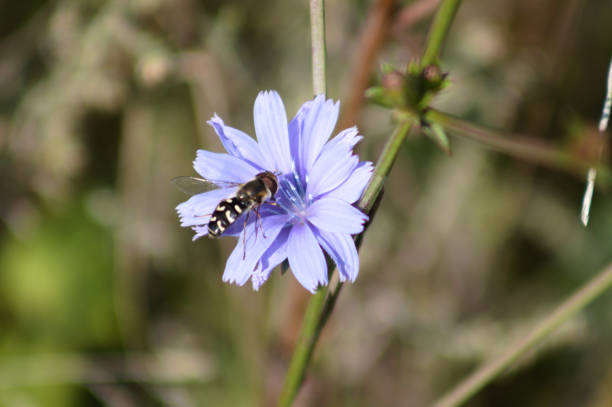 syrphe à pied sur une fleur de chicorée commune bleue en fleur vue rapprochée avec fond flou - hoverfly nature white yellow photos et images de collection
