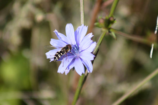 Pied hoverfly on a blue common chicory flower in bloom close-up view with blurred background