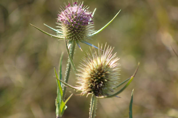 istock Wild teasel seeds close-up view with blurred background 1351795404