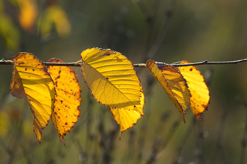 Autumnal golden american elm leaves close-up view with selective focus on foreground