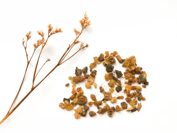 mirra é uma goma natural ou resina extraída de uma série de pequenas espécies de árvores espinhosas do gênero commiphora isolada em branco - sweet cicely - fotografias e filmes do acervo
