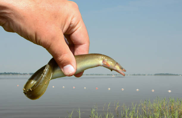 european eel - paling nederland stockfoto's en -beelden
