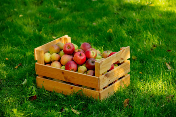 basket with apples on green grass in the garden