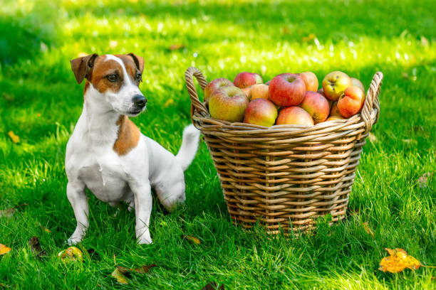 dog next to basket with apples on green grass in the garden stock photo