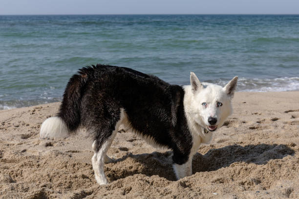 istock husky dog digging sand on the beach 1351805513