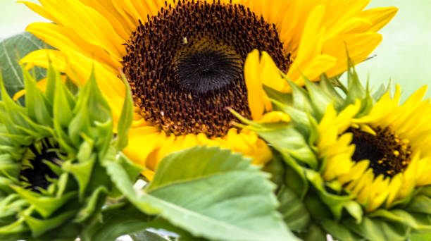 istock very beautiful sunflower next to slightly blurred budding sunflowers 1351806393