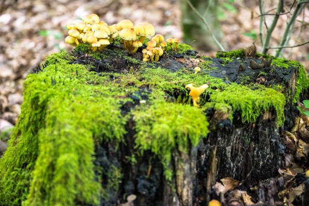 rotten tree stump with moss and mushrooms Aperture 5.6, exposure time 1/30 sec., ISO 1600, focal length 88 mm, UV filter, lens hood, frangula alnus stock pictures, royalty-free photos & images