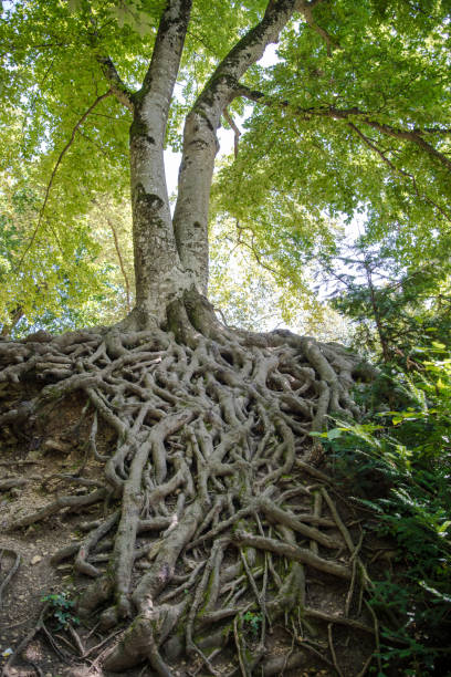 istock amazing roots of a huge beech 1351806407