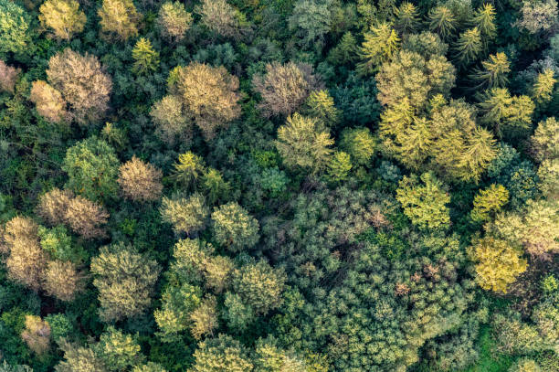 istock Aerial view on green Lithuanian forest trees 1351807243