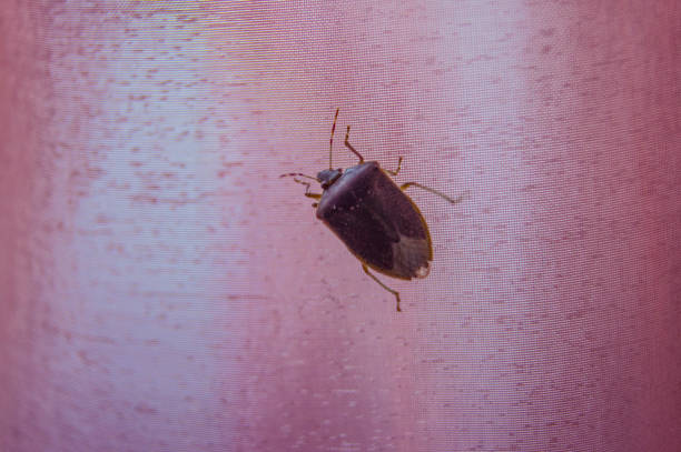 Palomena prasina on the curtain at home