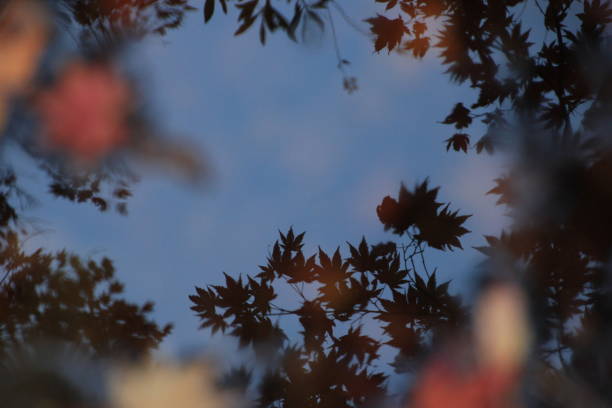 istock Maple leaf on the lake- Halla mountain in jeju island 1351808218