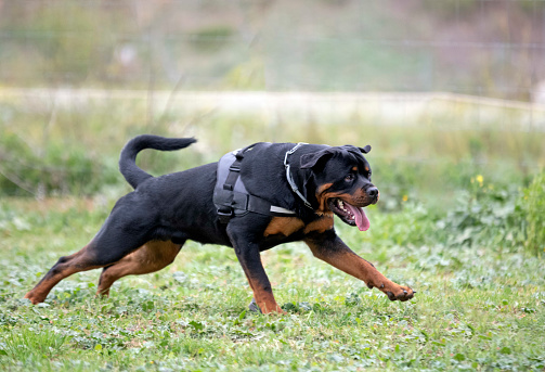 adult rottweiler running in the nature in summer