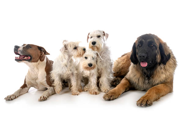 istock group of dogs 1351808525