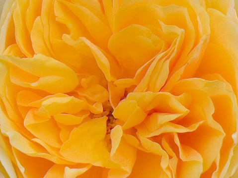 Horizontal extreme closeup photo of a gold coloured Rose in Spring