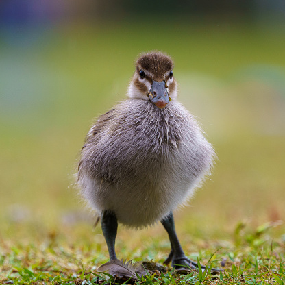 Portrait of an Australia Wood Duck Duck;ing walking in the rain