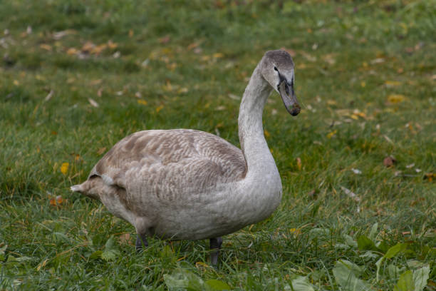 Young brown swan standing in the grass