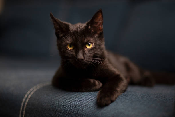 istock Black kitten lies in sofa 1351812796