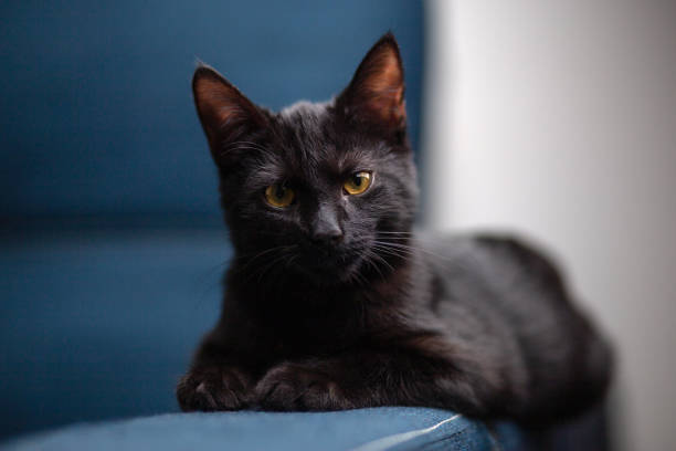 istock Black kitten lies in sofa 1351812799