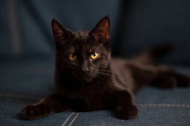 istock Black kitten lies in sofa 1351812817