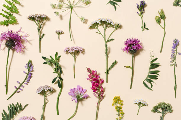 Minimal natural floral background with summer wild flower and grass. Botanical pattern