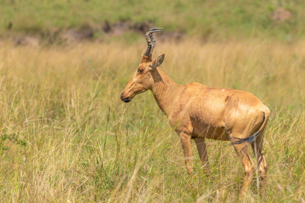 istock Jackson's hartebeest, Murchison Falls National Park, Uganda. 1351814794