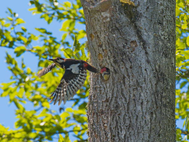 istock Spotted woodpecker in departure 1351815069