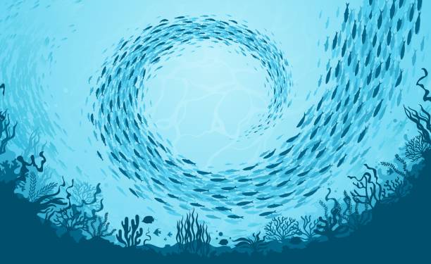 물고기 학교, 수중 해저 풍경, 숄 - tuna silhouette fish saltwater fish stock illustrations