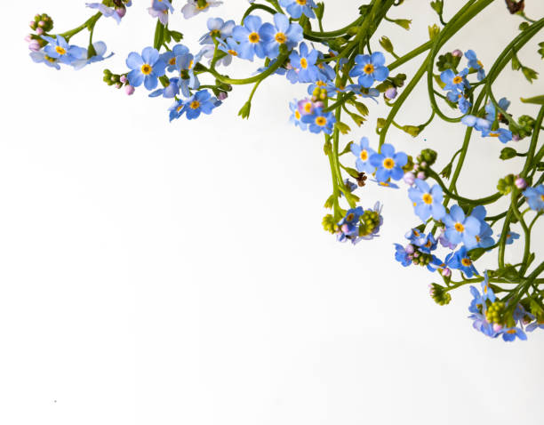 istock Spring is coming - bunch of forget-me-nots over white background 1351817472