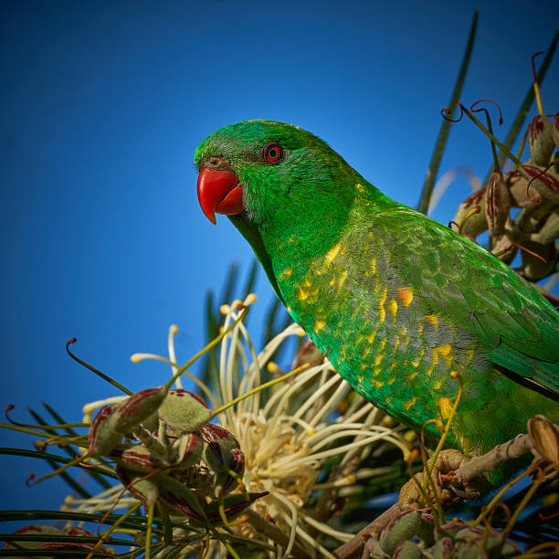 Scaly-breasted Lorikeet, Nambucca Heads, New South Wales. stock photo