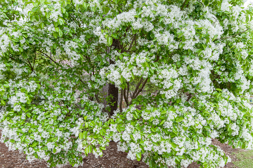 Blooming Bush with Green Leaves and White Blossom. Trachelospermum jasminoides