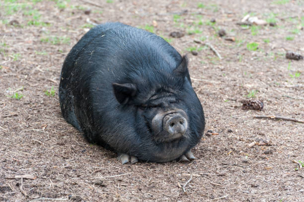 istock Fat Black Pig Sitting on the Ground 1351818619