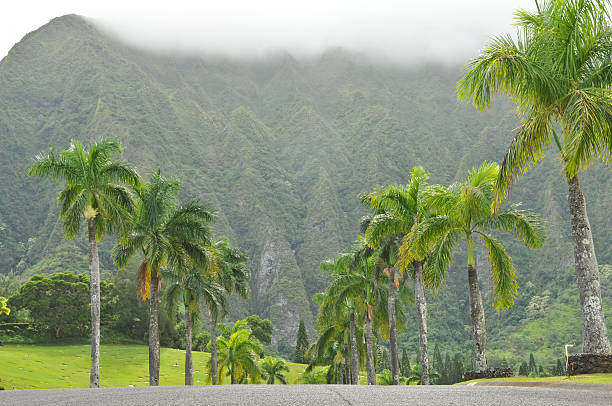 istock Palm trees line a road to the mountains 135181933