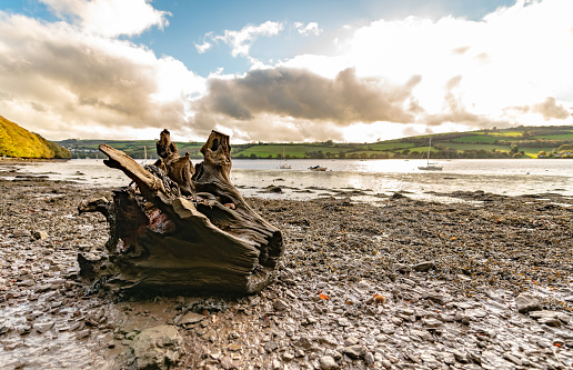 Drift wood on the River Dart in Devon