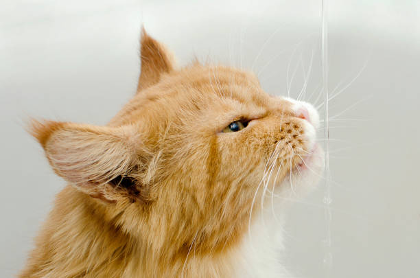 istock Ginger Maine coon cat drinking water from tap 1351820239