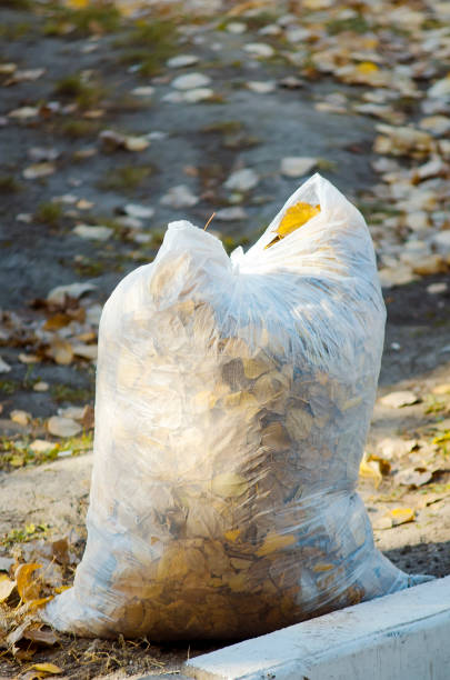 concepto de limpieza de otoño de la ciudad. follaje seco en una bolsa de basura. - maple leaf close up symbol autumn fotografías e imágenes de stock