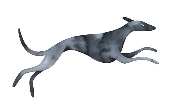 illustrations, cliparts, dessins animés et icônes de illustration à l’aquarelle d’une silhouette de chien de course noir avec des coups de pinceau artistiques. - dog greyhound whippet isolated