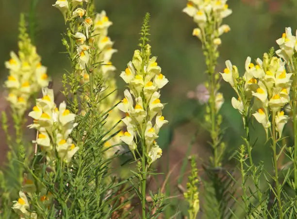 Yellow flower of common toadflax or butter-and-eggs plant. Linaria vulgaris