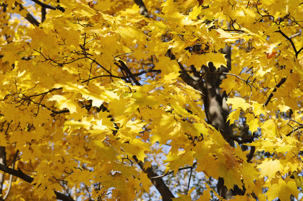 istock autumn landscape - yellow maple leaves  background 1351821473